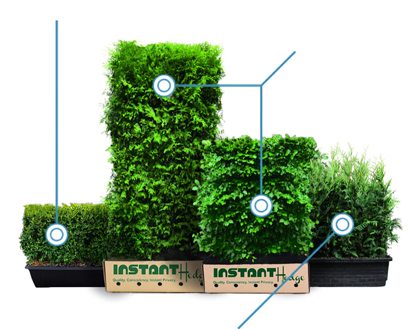 Assorted InstantHedge® varieties displayed, ready-to-plant for instant fullness and privacy, with dimensions indicated for each mature hedge.