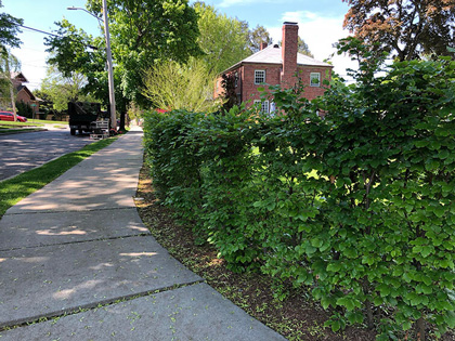 Lush European Beech hedge providing a natural green screen around a traditional brick house.