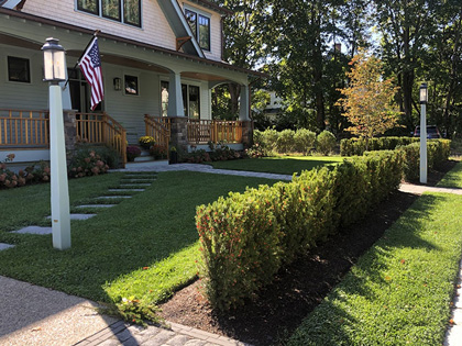 Dense Hicks Yew hedge used in a landscape design, contributing to the property's green aesthetics.