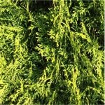 Emerald Green Arborvitae, perfect for compact spaces with bright green foliage