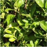 English Laurel, offering dense foliage and white spring flowers