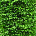 European Hornbeam, perfect for formal and structured hedges