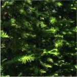 Green Giant Arborvitae, a fast-growing hedge for privacy and wind protection