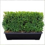 Green Mountain Boxwood, perfect for formal gardens with dense foliage