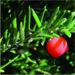 Hicks Yew, known for its dense, dark green foliage and adaptability