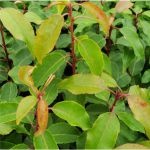 Portuguese Laurel, with its dark green, glossy leaves