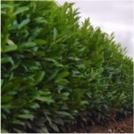 Schip Laurel with glossy evergreen leaves, great for low-maintenance hedges