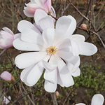 Star Magnolia, celebrated for its star-shaped, fragrant white flowers