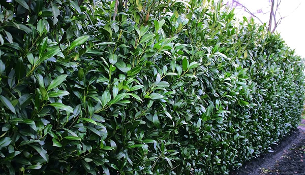 Dense Schip Laurel (Prunus laurocerasus 'Schipkaensis') hedge, ideal for low-maintenance and glossy evergreen leaves.