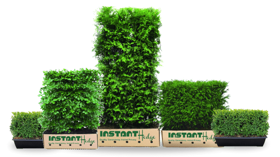 hedge options for wholesale buyers