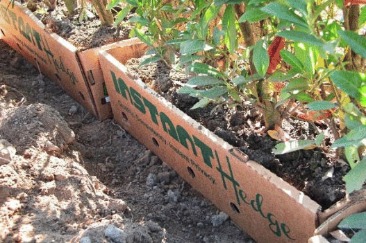 hedge installation