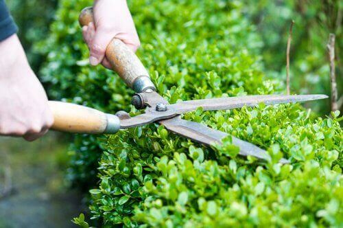 buxus boxwood maintenance pruning shearing