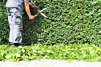 trimming hedges. How to Prune (Trim) Hedges for optimum health.