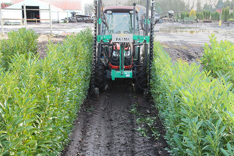 How to Trim Hedges: Using high technology to prune hedges for optimum health.