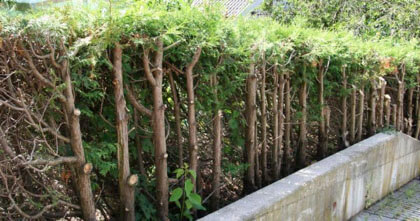 Hedge trimming