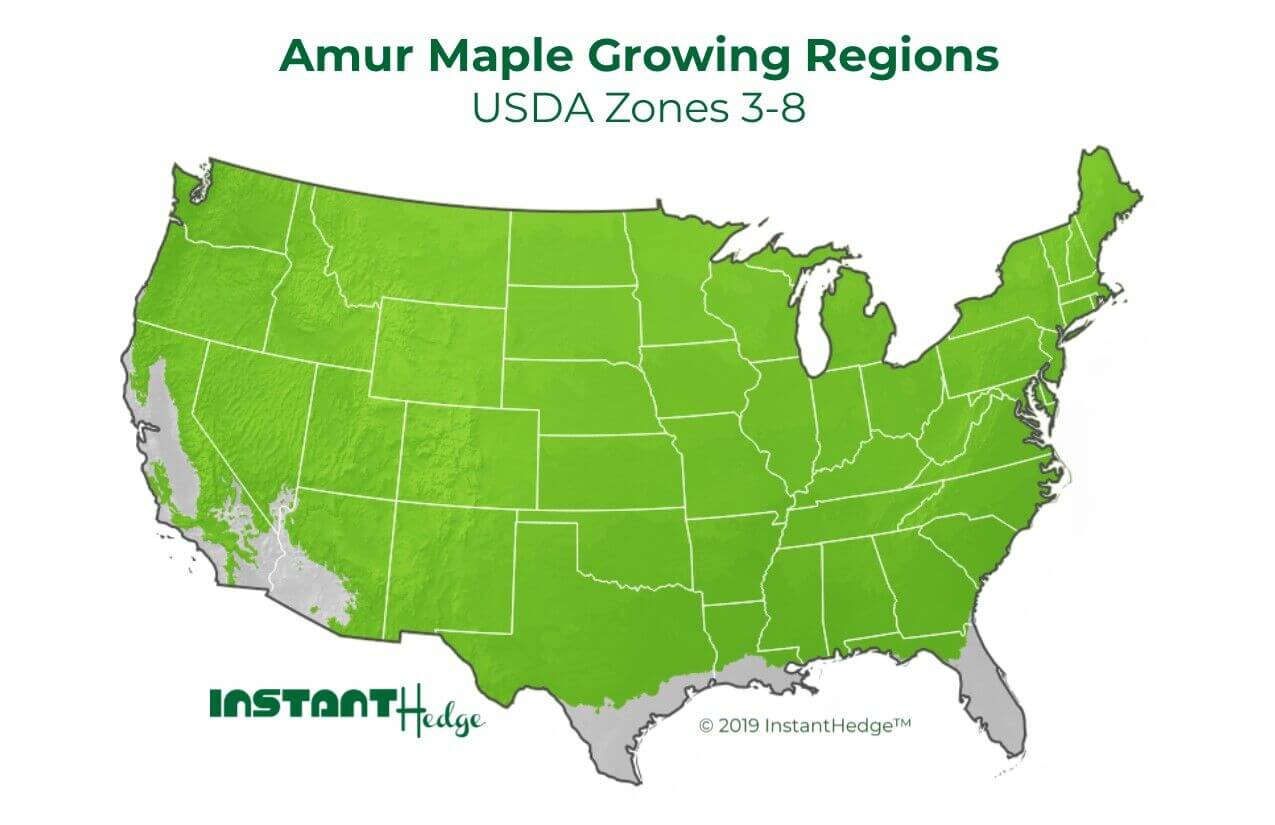 Amur Maple Growing Regions Flame Amur Maple Hedging Growing region. Buy Acer Ginnala Flame at Best prices,