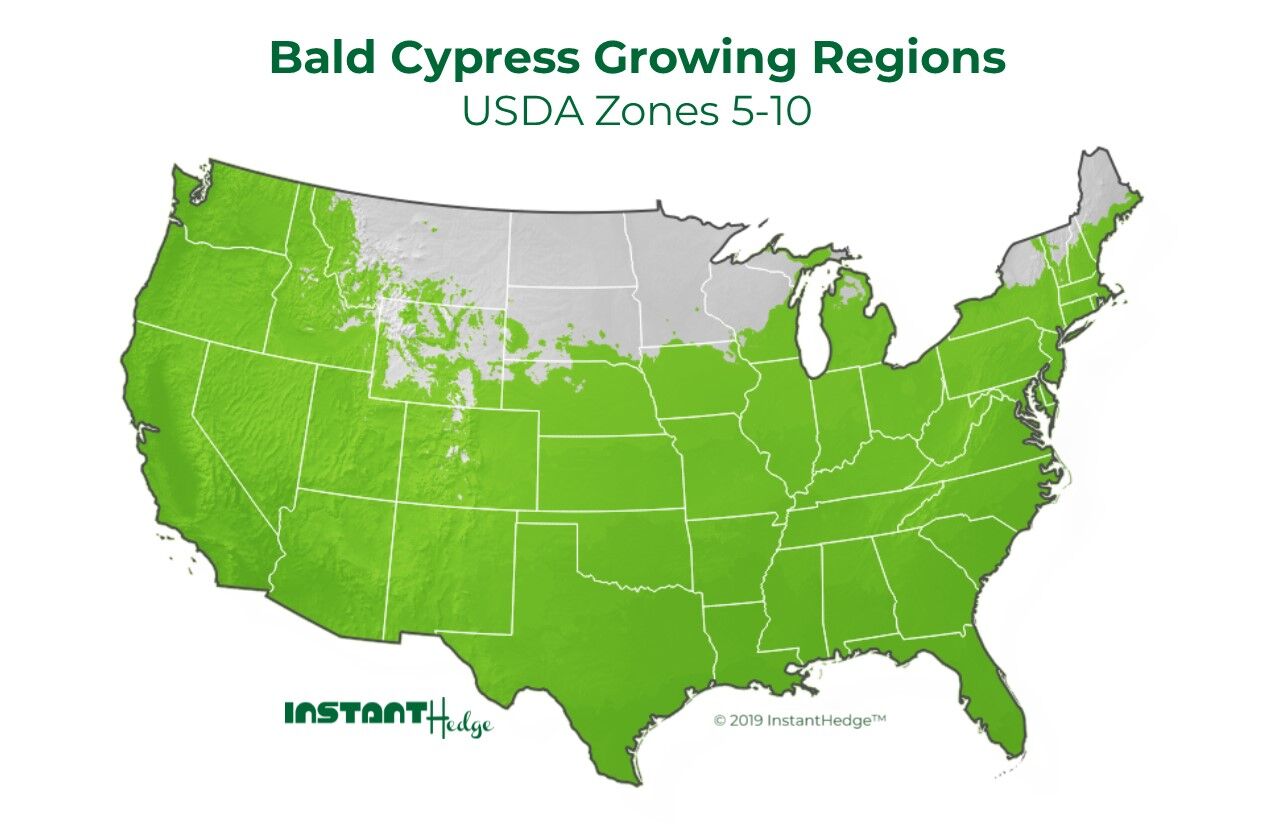 taxodium distichum bald cypress tree growing conditions