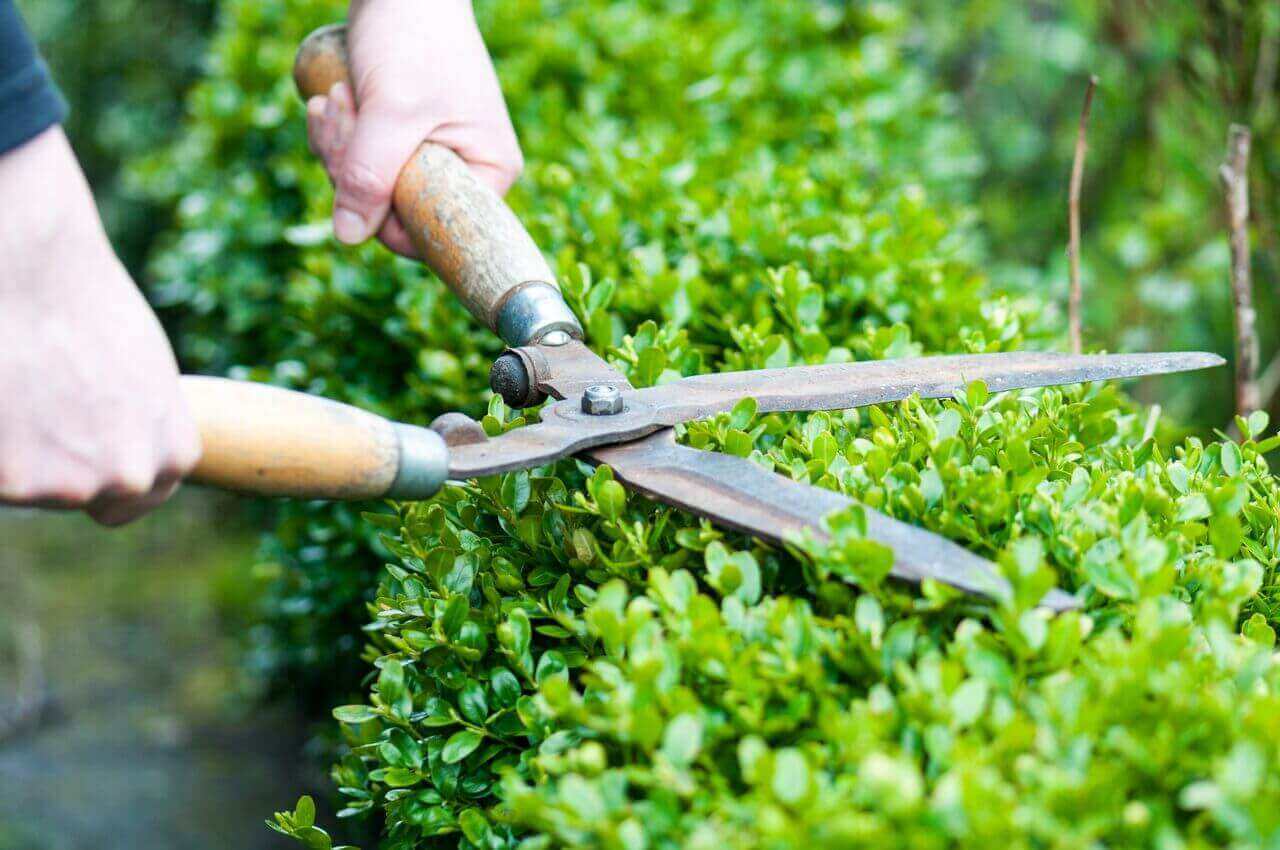 Green Mountain Boxwood Care