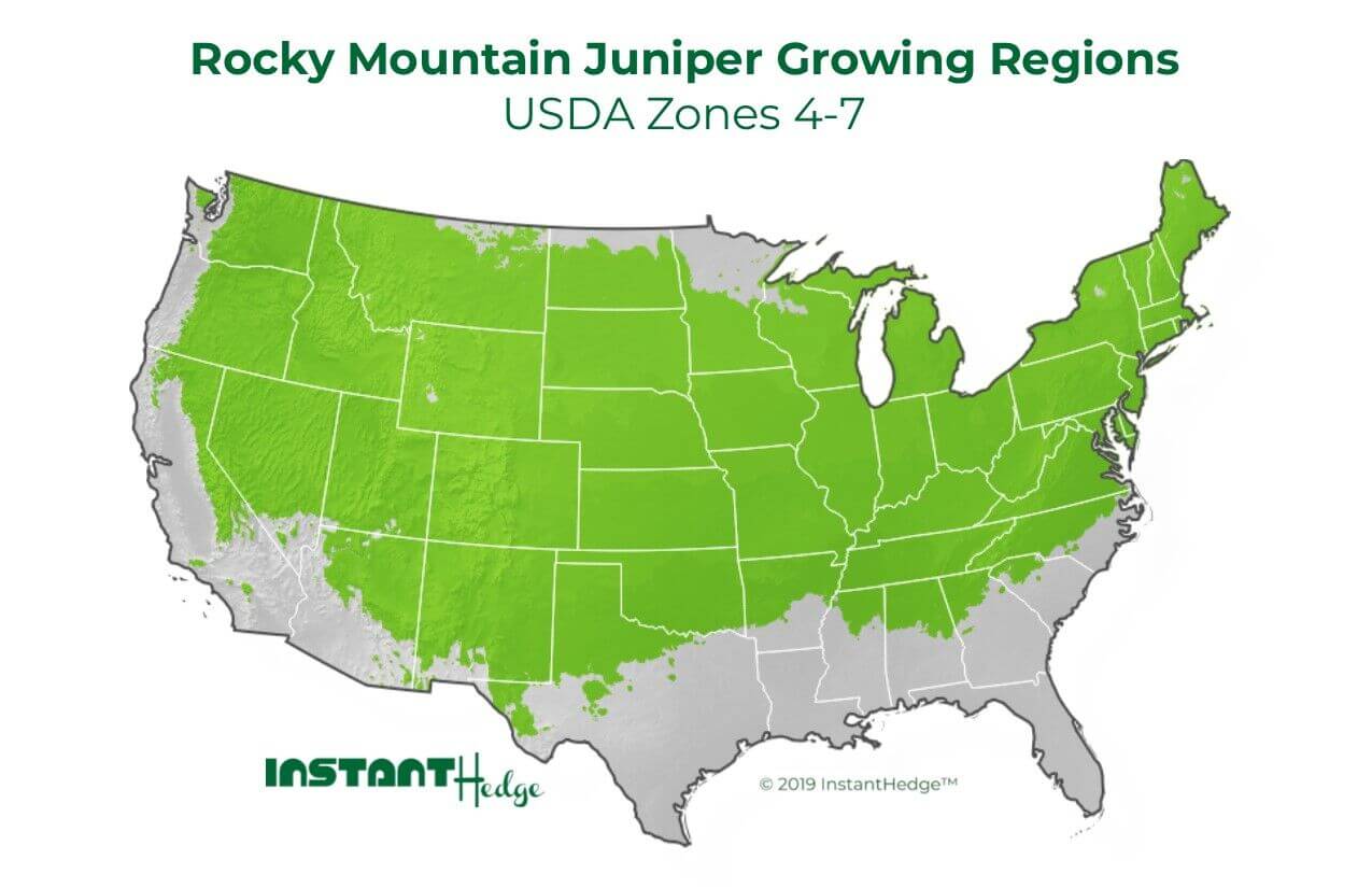 Juniper Wichita Blue Growing Regions