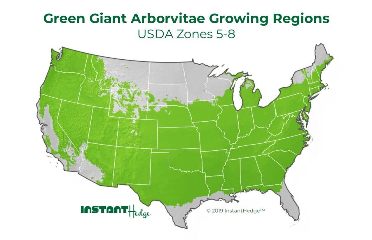 Green Giant Arborvitae Growth Chart