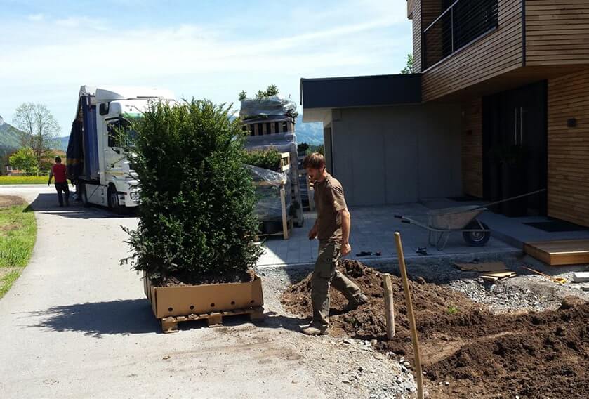 Taxus-installation-faq-planting