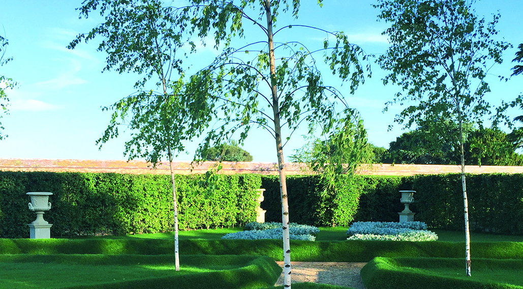 Cornus mas Cornelian cherry InstantHedge after 2 weeks of planting in a public garden 