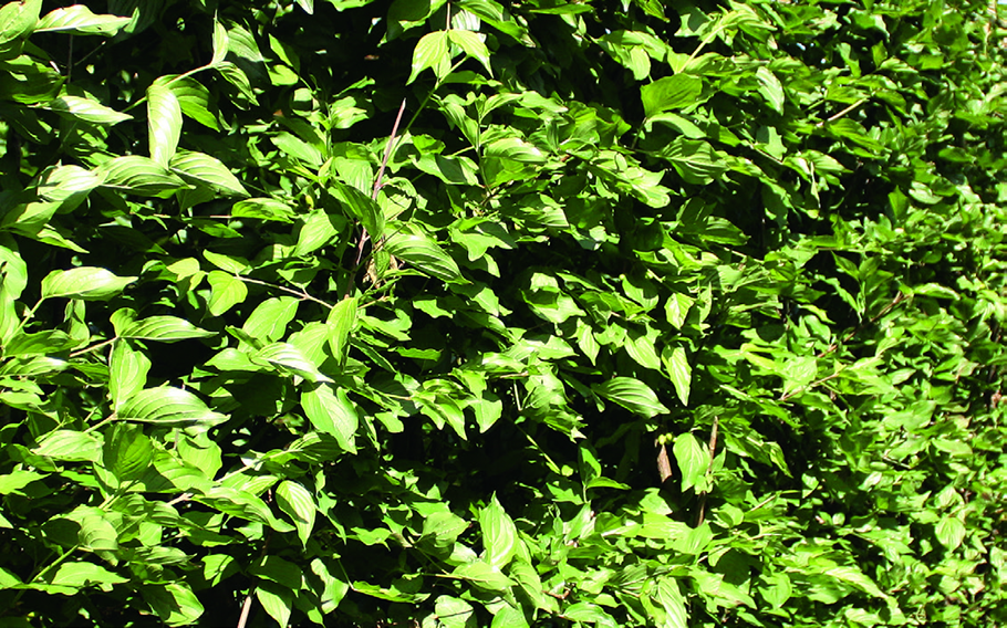 00000074-Cornus-mas-cornelian-cherry-summer-foliage-leaves-hedge