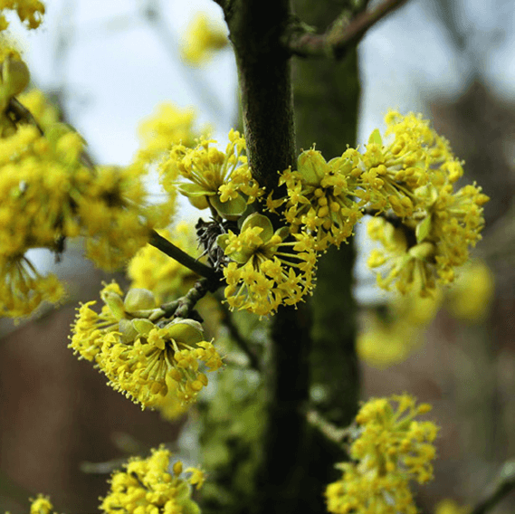 Golden-Yellow clusters of cornelian cherry flowers