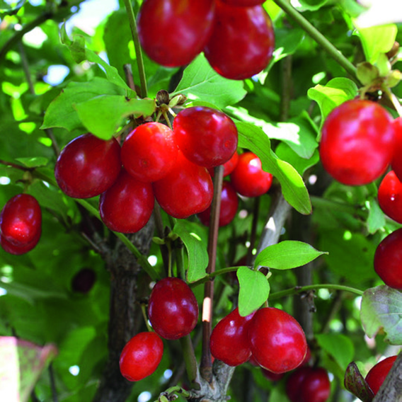 Red fruits on the Cornelian Cherry Dogwood