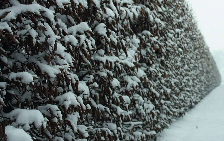 carpinus betulus hedge in winters
