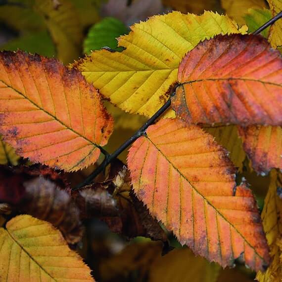 carpinus betulus hedge with it's fall colors