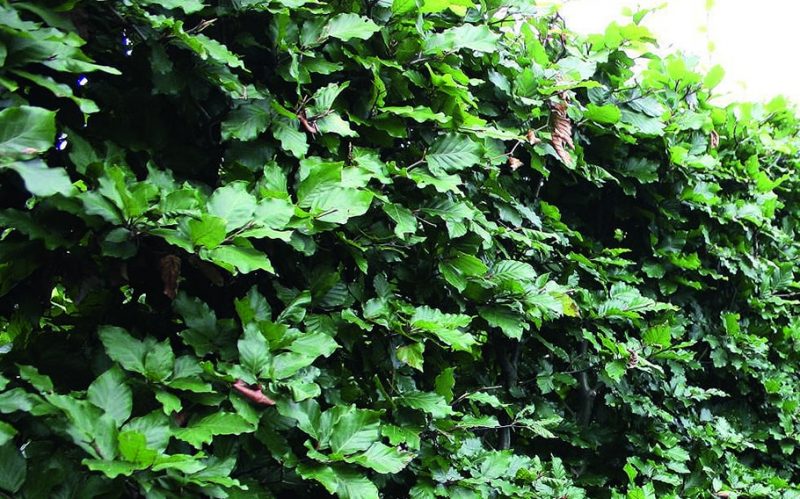 Fagus Sylvatica Summer Foliage. European Beech hedge looks stunning in summer with green foliage