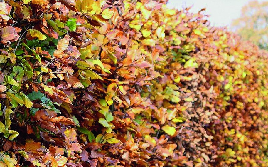 European Beech foliage in fall