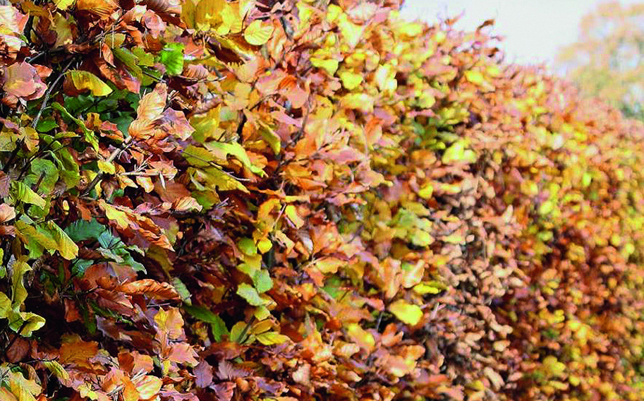 00000105-Fagus-sylvatica-beech-hedge-fall-color-gold-yellow-orange-bronze-purple-green-copper
