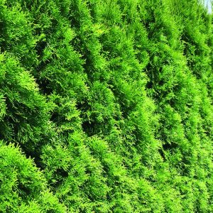 Thuja occidentalis smaragd Emerald Green row