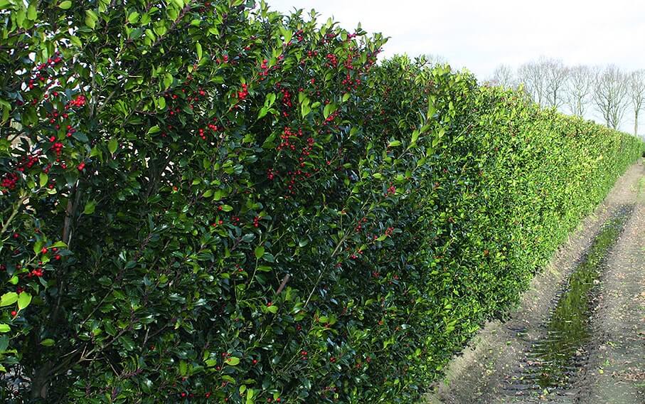 trees for privacy