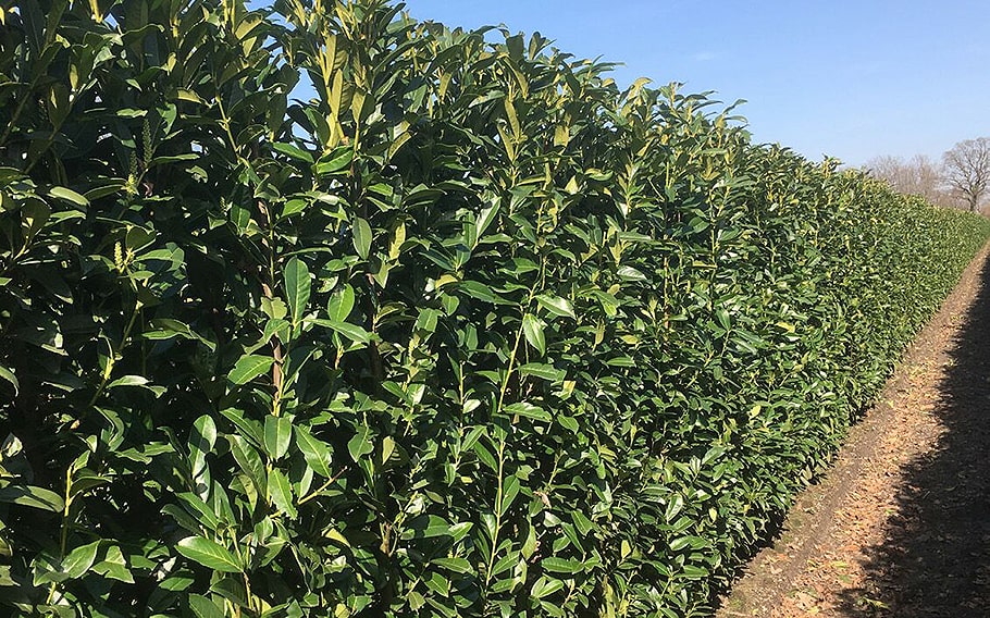 00000278-Prunus-laurocerasus-English-cherry-laurel-hedge-row-field-privacy-fast-growing-InstantHedge