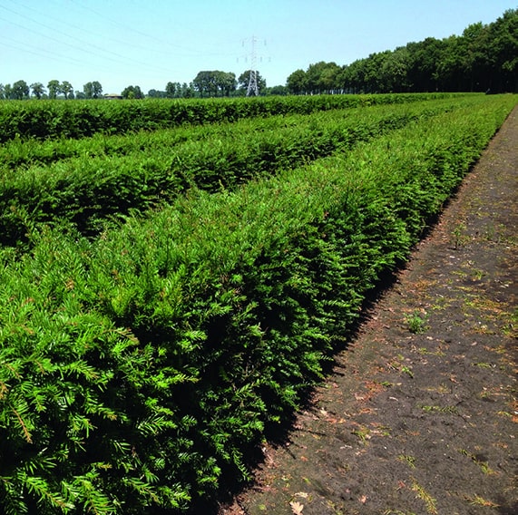 Taxus-hedge-4ft