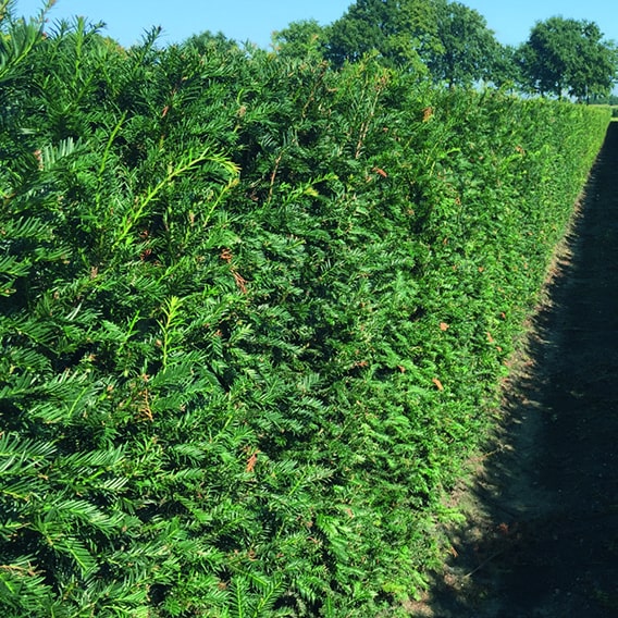 Hicks Yew -5ft-InstantHedge