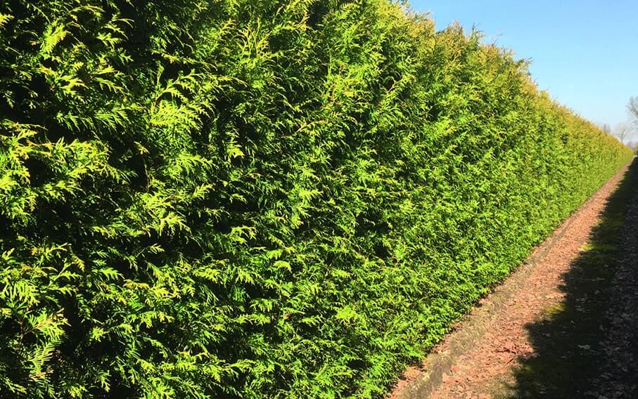 Perfect Plants Thuja Green Giant - 1 Gallon Fast Growing Privacy Evergreen Tree For Zones 5-9