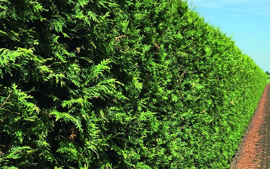 00000336-Thuja-Summer-Green-Giant-arborvitae-min