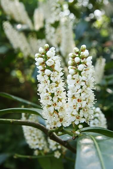 6762-Prunus-laurocerasus-Schipkaensis-schip-laurel-field-hedge-row