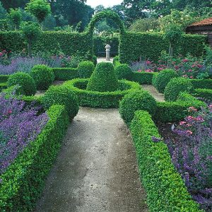 00099761-Buxus-Fagus-beech-hedge-formal-country-estate-knot-garden-summer