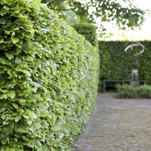 00557846-Fagus-fence-driveway-commercial-estate-path-sculpture-modern-hedge