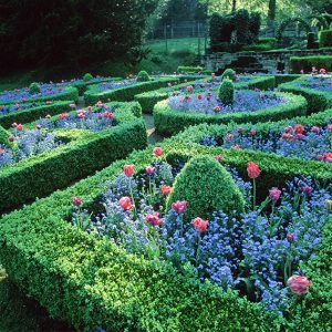 00744498-Buxus-formal-flower-garden