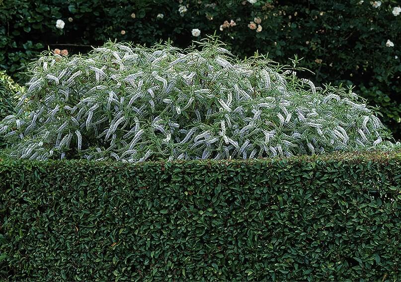 01402453-Prunus-lusitanica-fence-hedge-estate-commercial