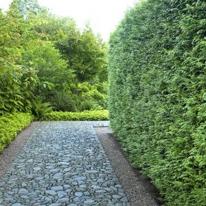 00912843-Thuja-Green-Giant-formal-Asian