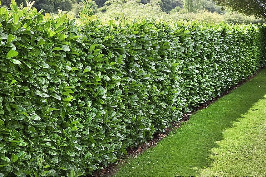 Image of English laurel tall hedge