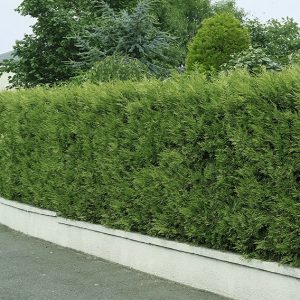 00933193-Thuja-occidentalis-wall-driveway