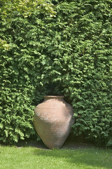 01047794-Thuja-occidentalis-sculpture-hedge